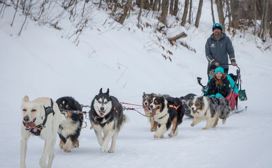 Dog Sledding