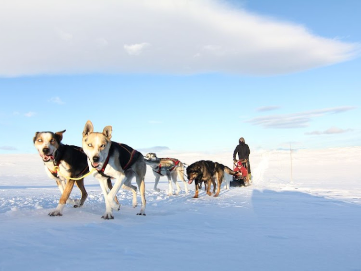 Dog Sledding in Geilo 