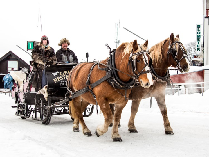 Horse Sleigh Rides in Geilo 