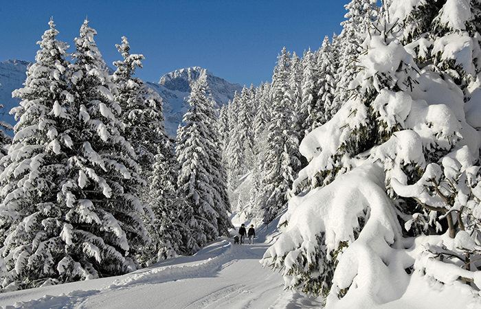 Engelberg forest trees