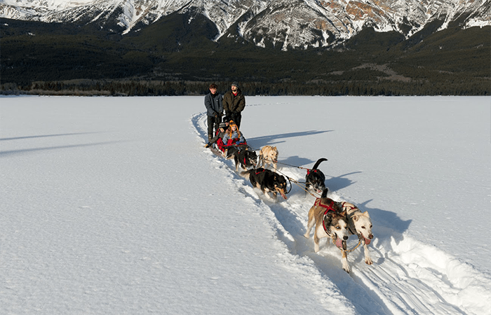 Dog sled