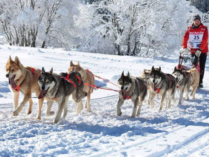 Dog Sledding in Morzine