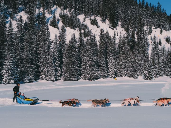 Dog Sledding in Courchevel