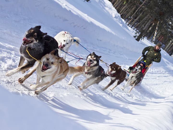 Dog sledding in Chamonix