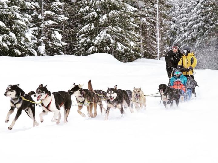 Dog Sledding in Whistler 